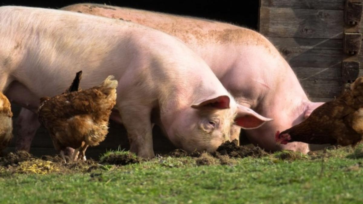 pesta porcina africana de neoprit focare in mai multe gospodarii din galati sute de animale vor fi