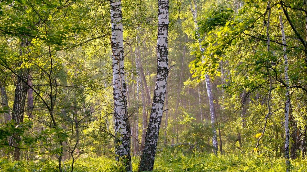 supravietuire miraculoasa in rusia un copil de doar trei ani a fost salvat dupa ce a petrecut doua