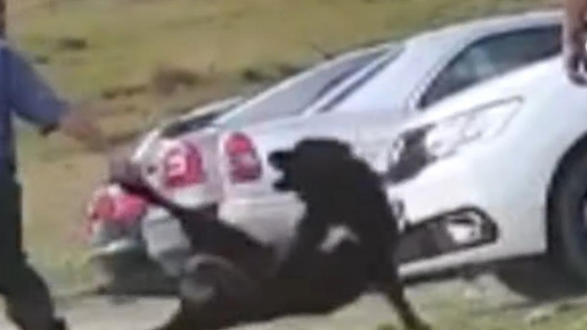 imagini socante surprinse de turistii aflati in zona padina judetul dambovita caine ciobanesc