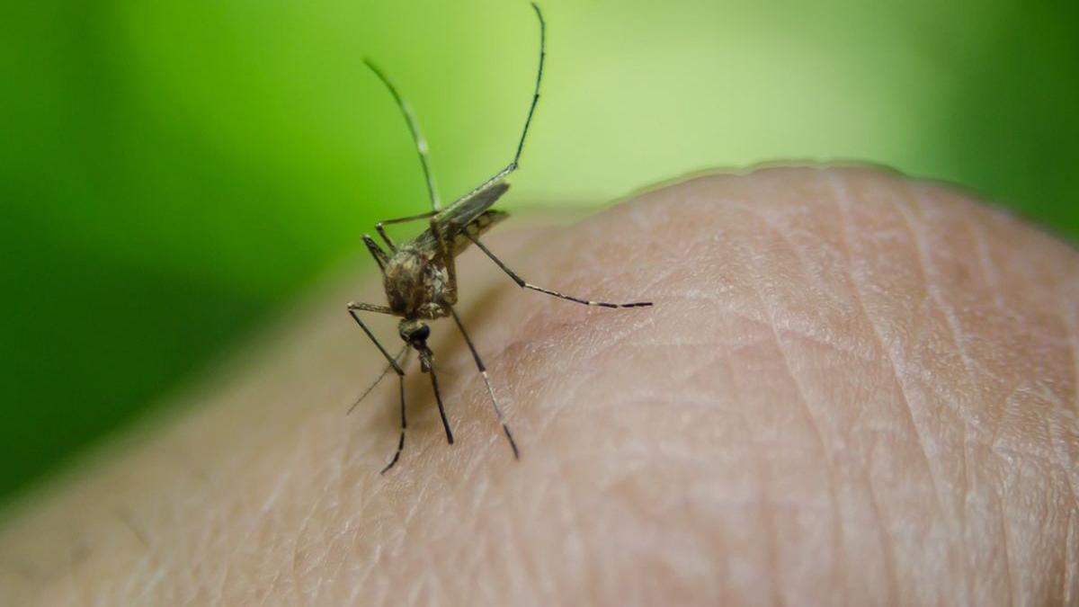 primul caz de infectie cu virusl west nile la iasi inregistrat in acest sezon o femeie este in