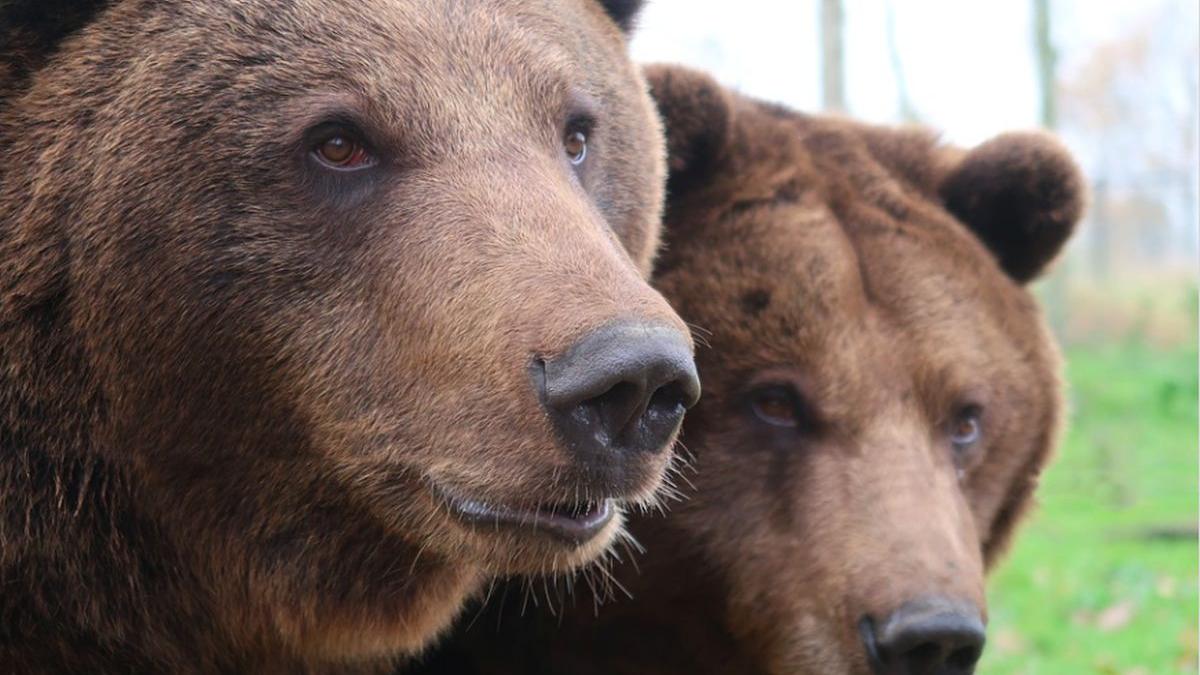 doi pui de urs au fost loviti de o masina pe dn 13a unul a murit