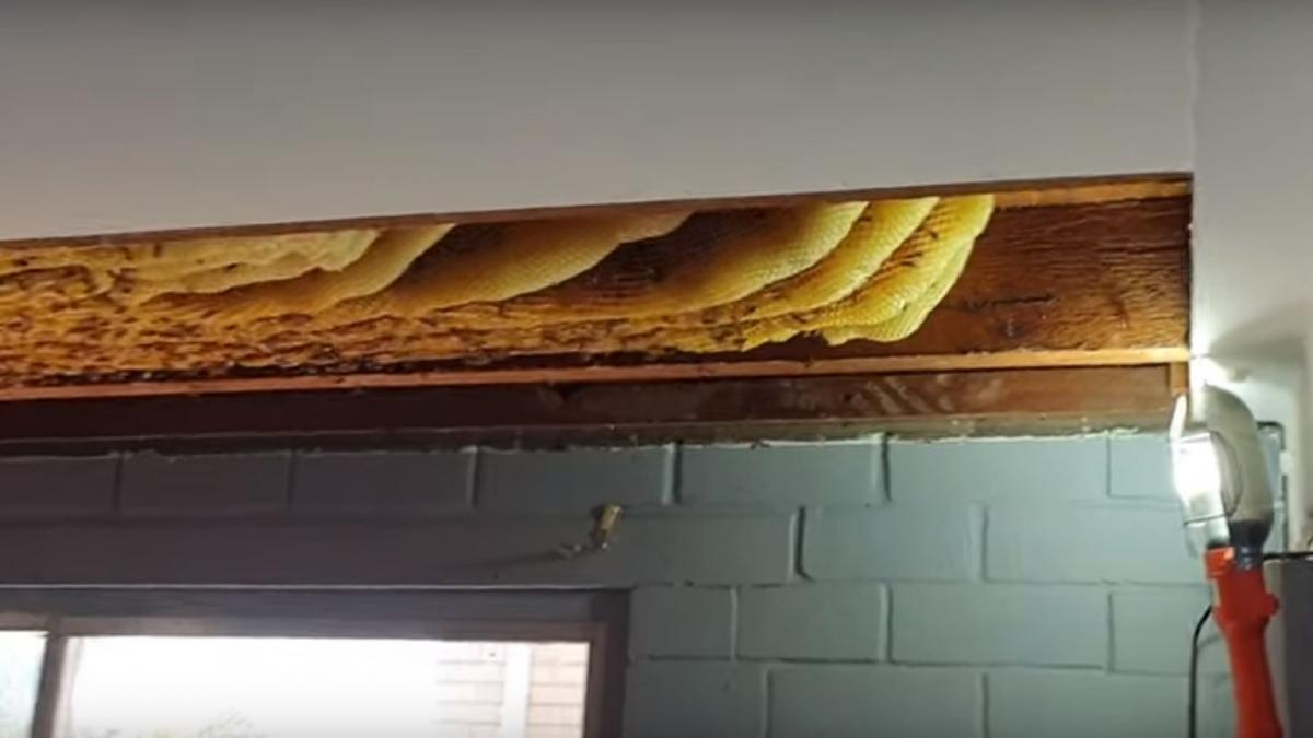 timp de un an femeia a trait in casa cu invitati neobisnuiti erau cu zecile de mii video