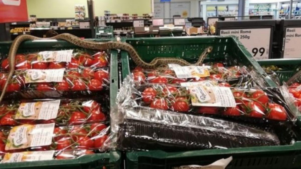 un sarpe gasit pe rafturile unui supermarket din sfantu gheorghe ce spun reprezentantii magazinului