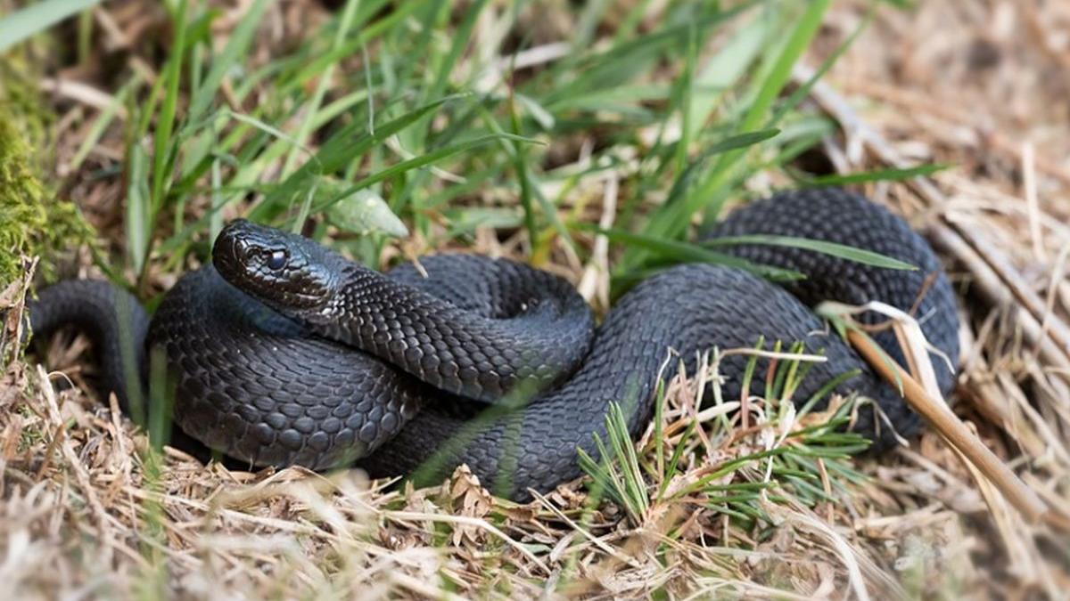 alerta in valcea barbat de 71 de ani transportat de urgenta la spital dupa ce a fost muscat de un