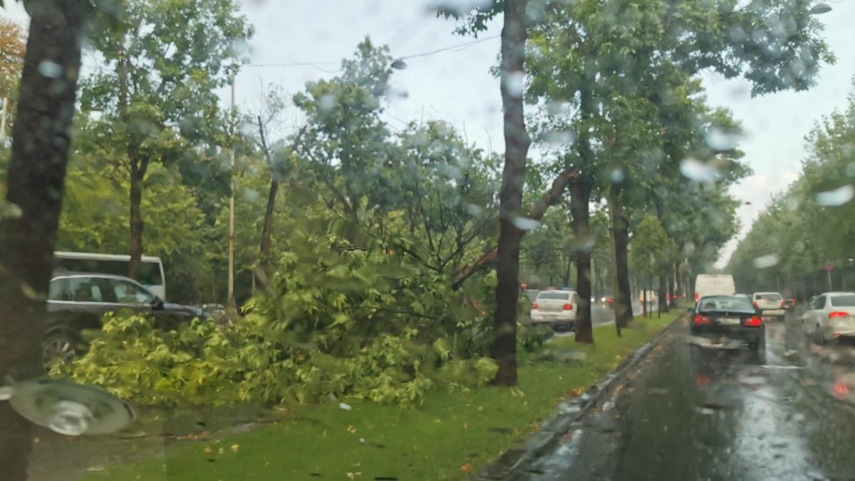 vremea a facut ravagii in capitala masini distruse din cauza copacilor