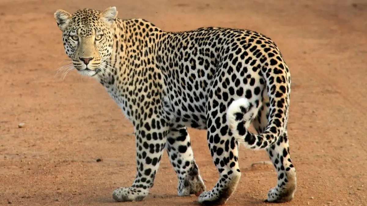 se aflau in vizita la o gradina zoologica au deschis o usa si s au trezit in cusca unui leopard ce