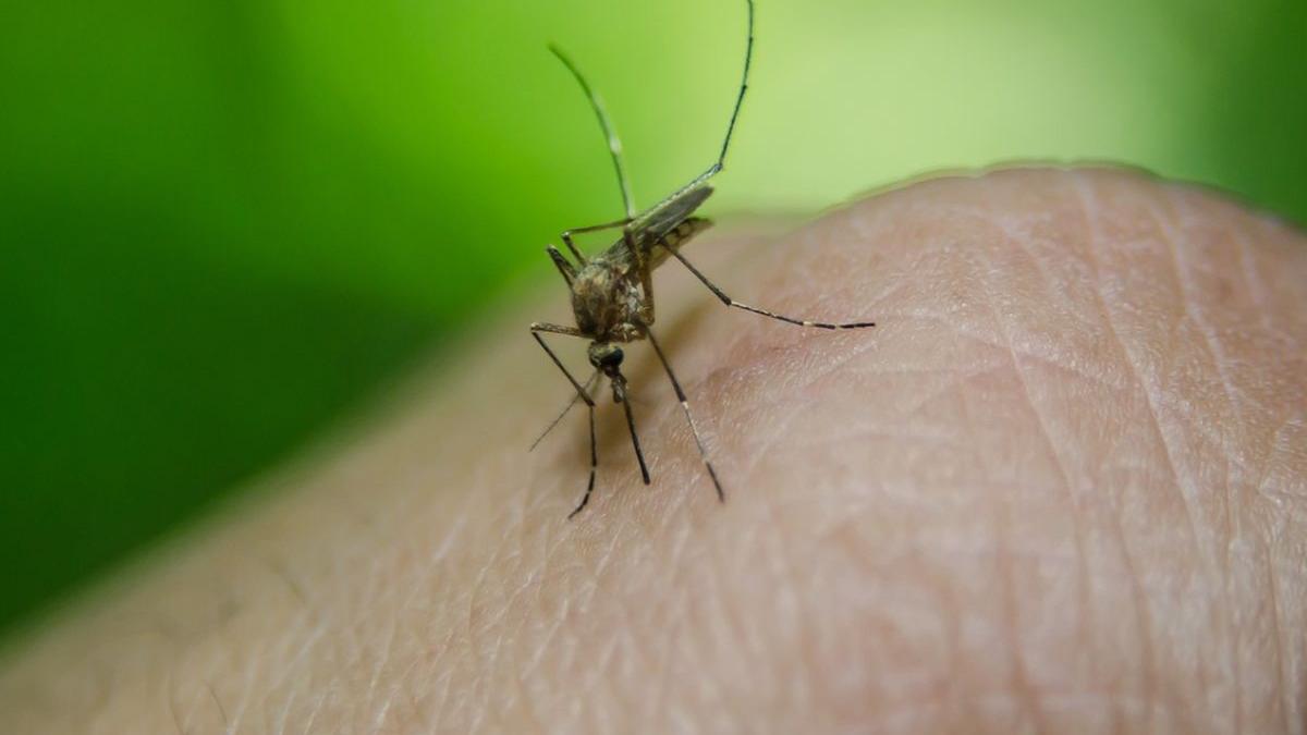 bilantul west nile in romania 19 persoane au fost infectate in ultimele luni iar doua au murit cum