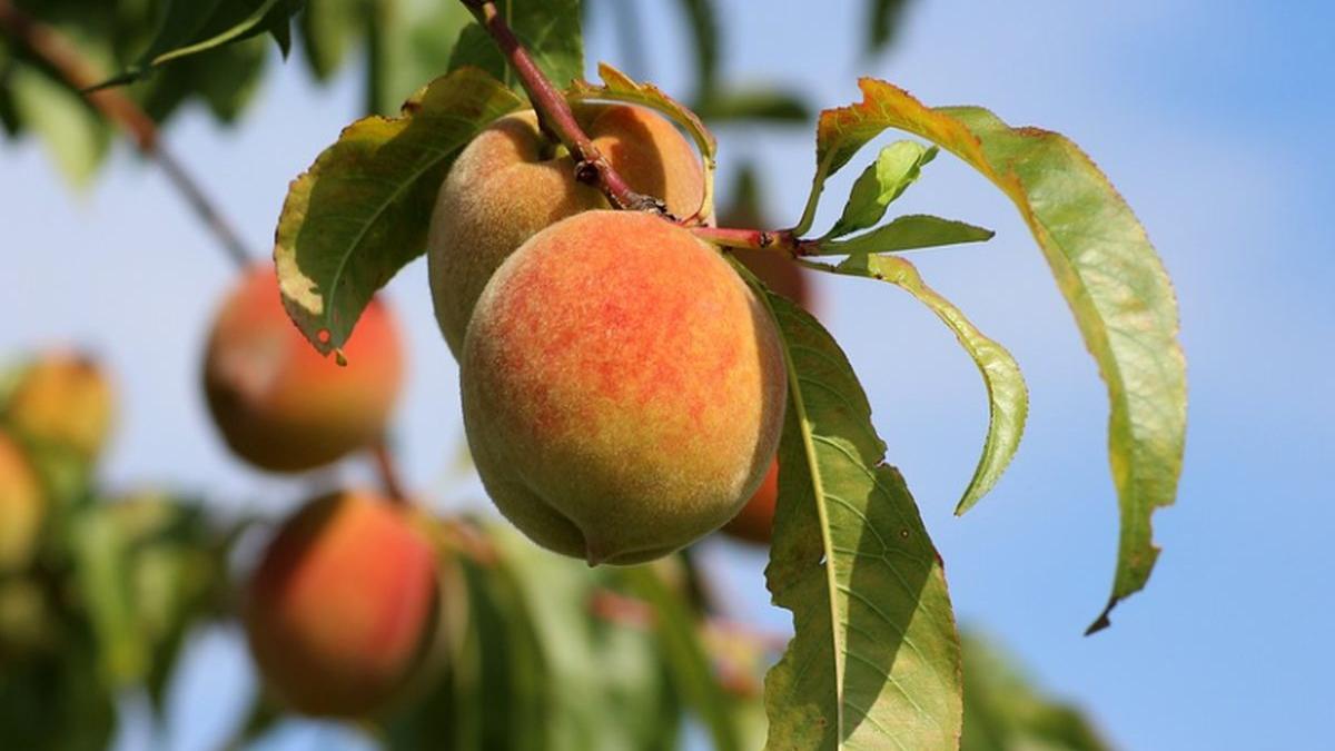 dieta cura de slabire cu piersici slabesti un kilogram pe zi fara sa te infometezi afla ce trebuie