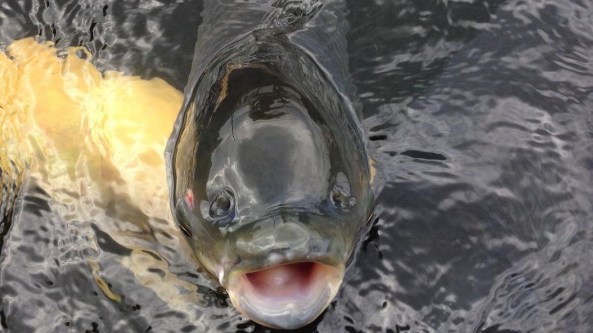 tone de peste sunt in pericol siretul a scazut dramatic