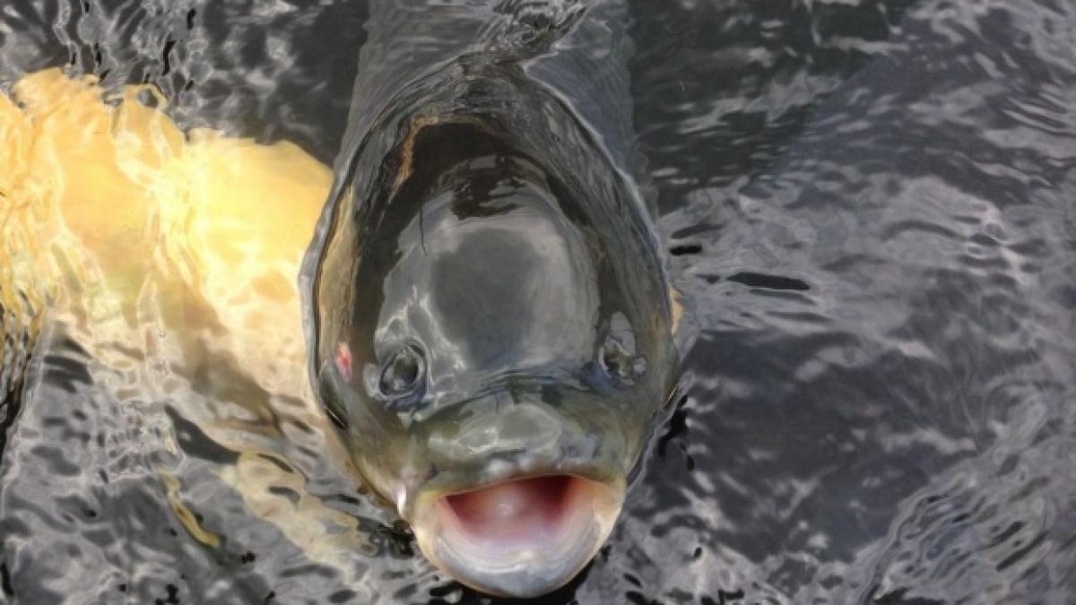 seceta a secat mai multe rauri din tara zeci de tone de pesti au murit