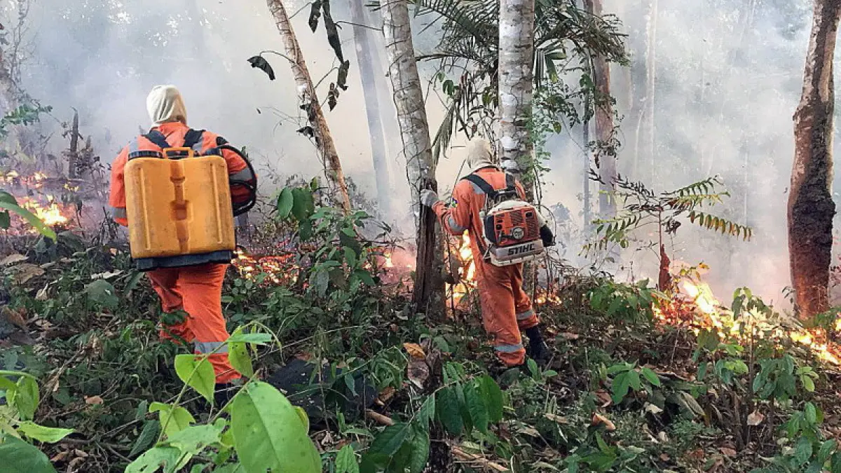 cum afecteaza incendiul din padurea amazoniana economia romaniei