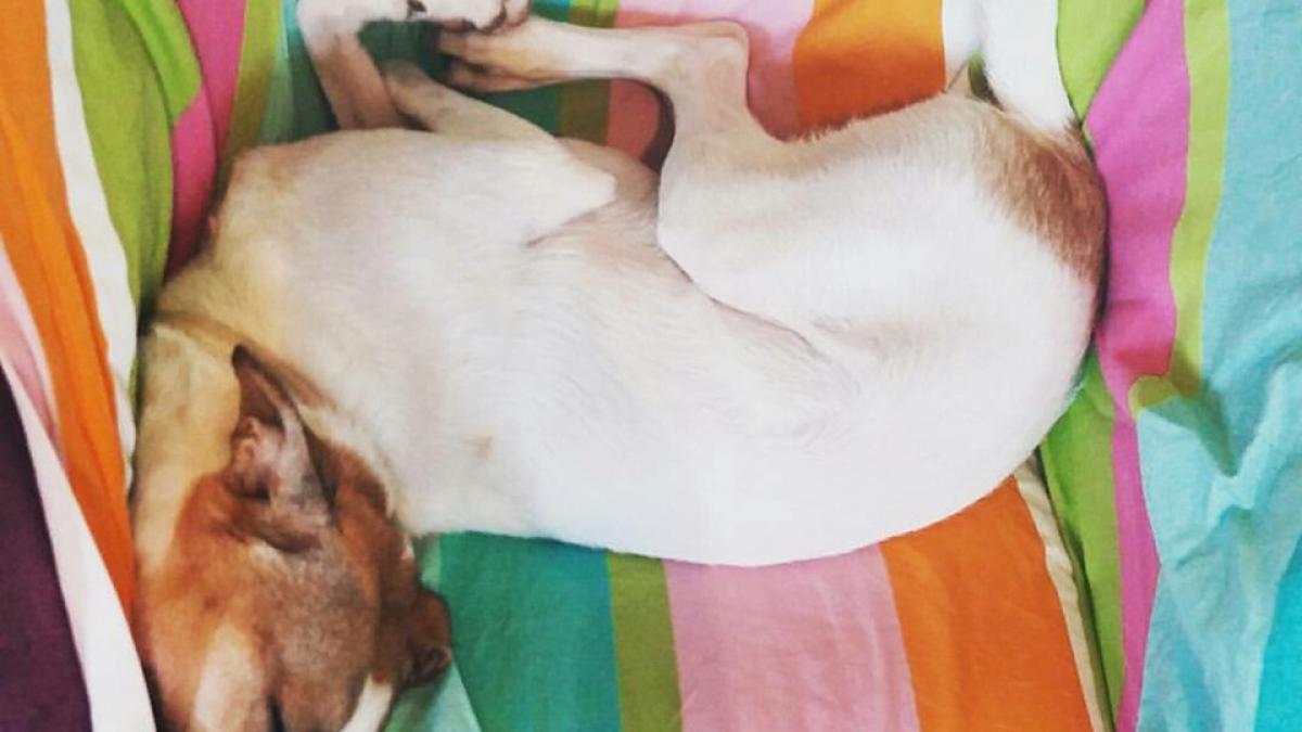 totul despre deparazitatea animalelor de casa