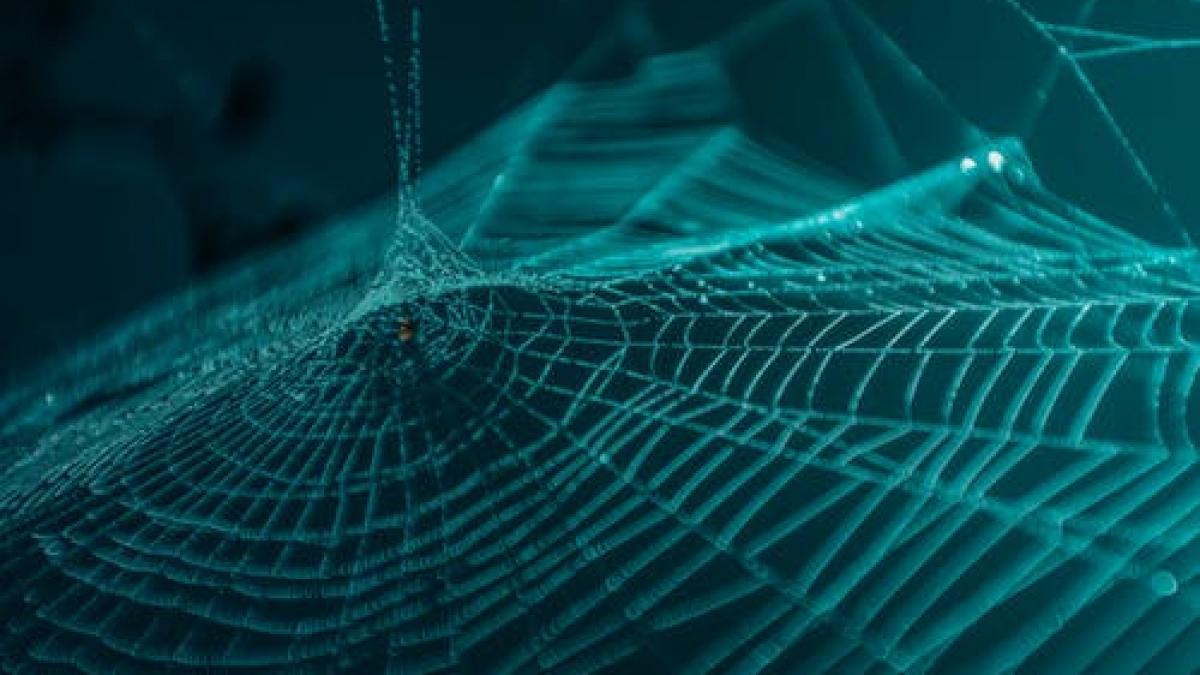 au ajuns acasa si au avut parte de o adevarata surpriza un paianjen gigantic de marimea unei palme