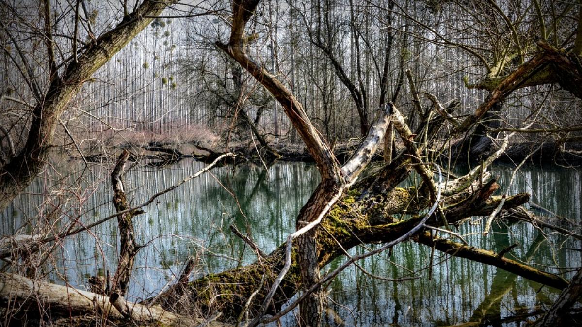descoperire bizara facuta de mai multi tineri din sebes in apropierea parcului arini era urias