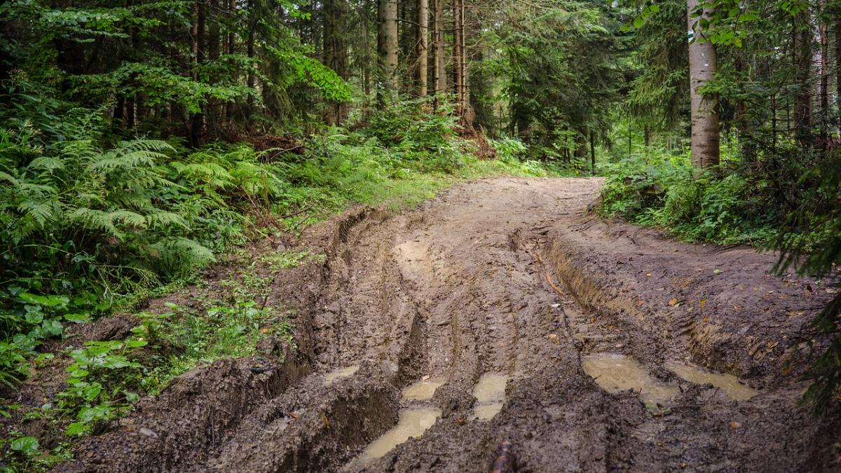 infioratoarea crima comisa in padurea din pitesti care a ingrozit romania cum capul unei pictorite