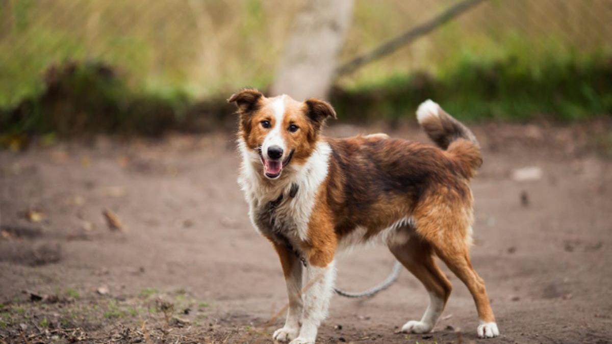 aspa face apel disperat catre bucuresteni sa adopte caini din adaposturile municipalitatii