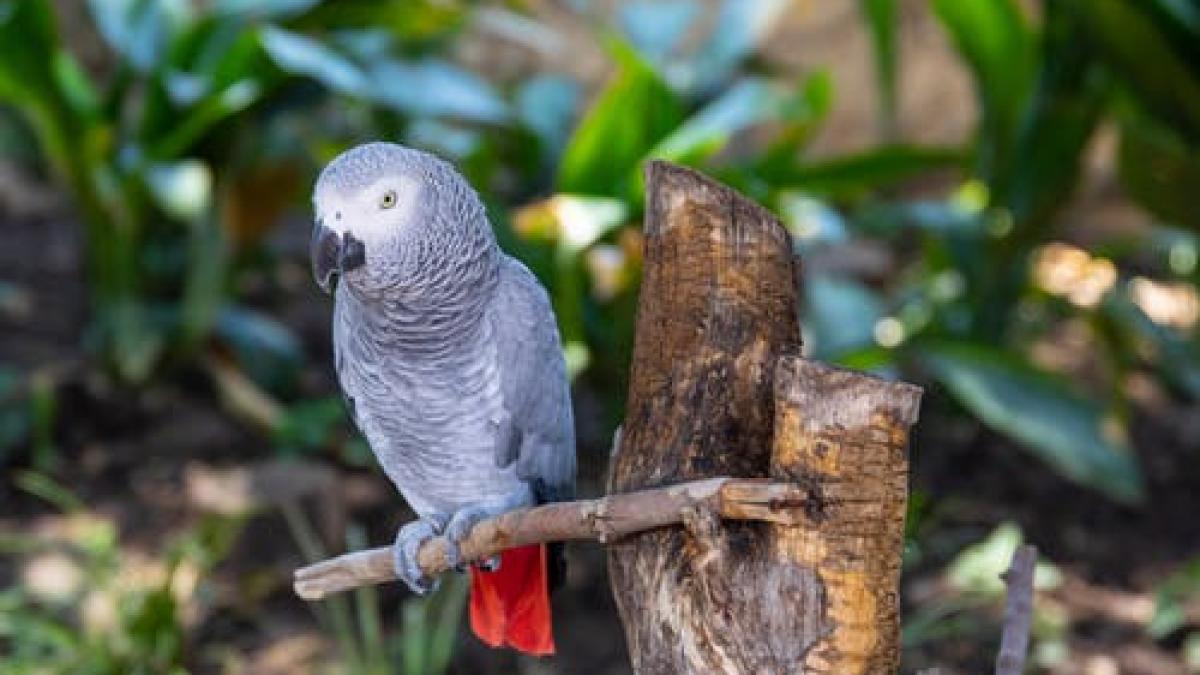 el e bogie papagalul care danseaza mananca inghetata se plimba cu masina si arunca lucrurile pe jos