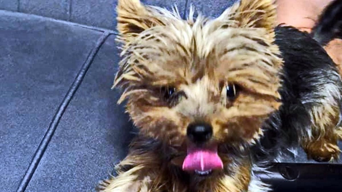 femeia din oradea a anuntat ca ofera 1 000 de euro celui care ii gaseste catelusa dupa cateva zile