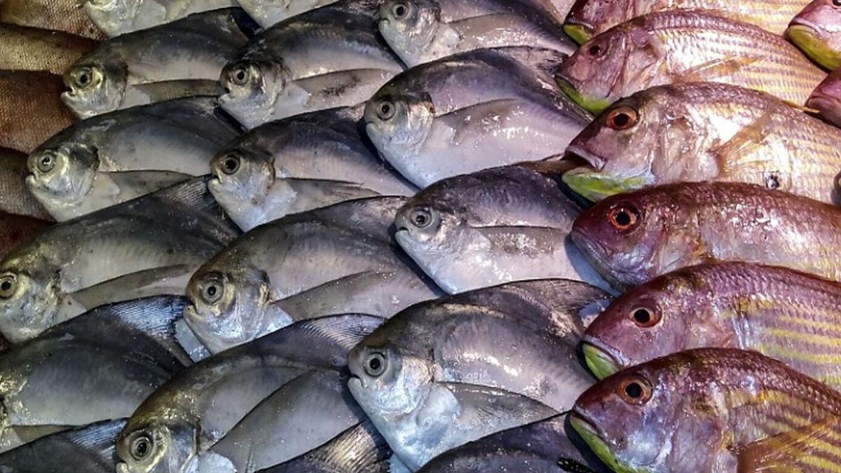 romanii consuma peste de cea mai proasta calitate 22 de tone au fost retrase de la raft