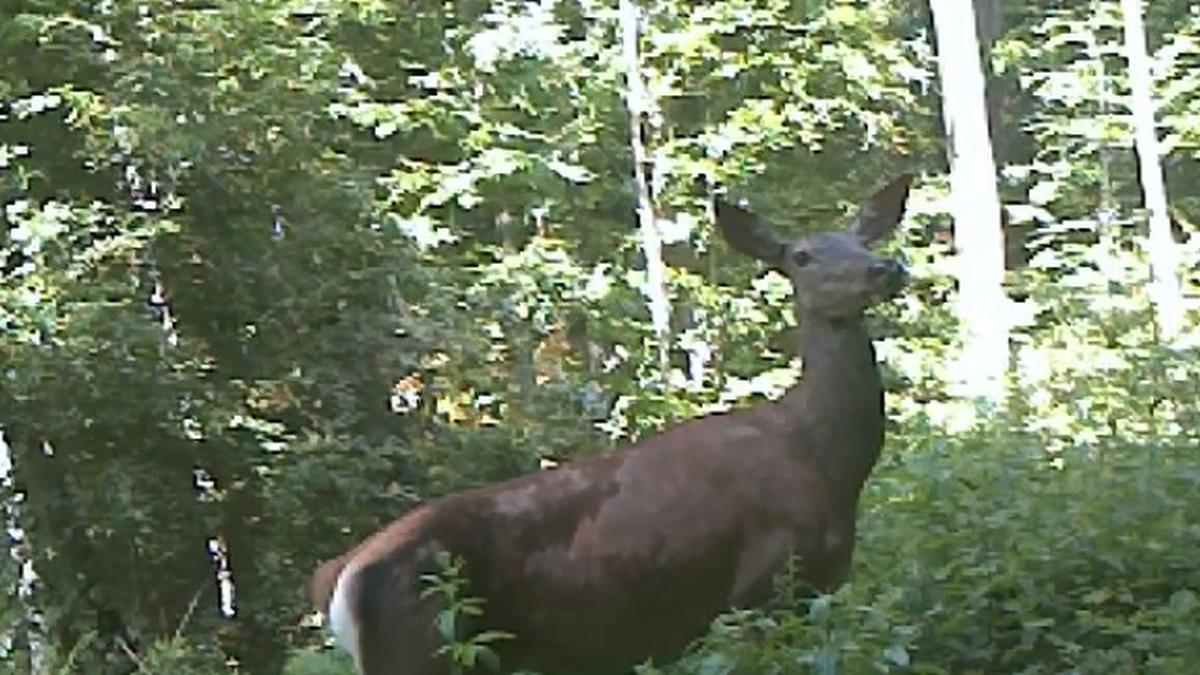 imagini inedite surprinse de camerele de supraveghere ale parcului national portile de fier video