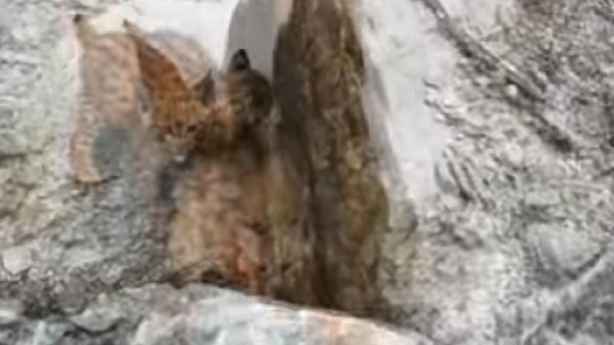 se plimbau prin muntii neamtului cand au zarit ca dupa o piatra misca ceva ce minunatii