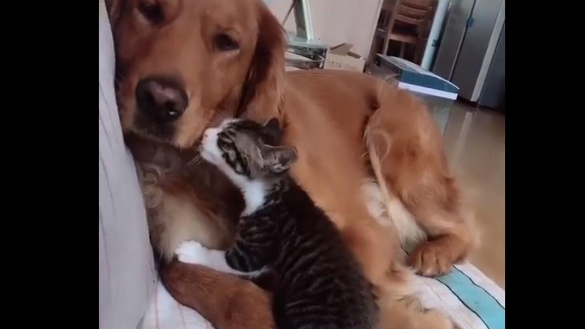 clip video adorabil cum se comporta un catel cu pisica nou venita cu care e nevoit sa imparta