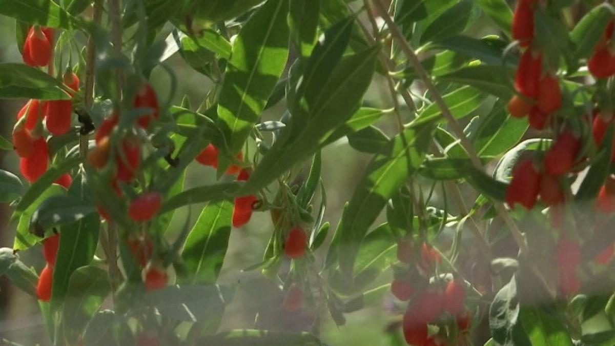 fabulos cum cultiva romanii celebrele fructe goji