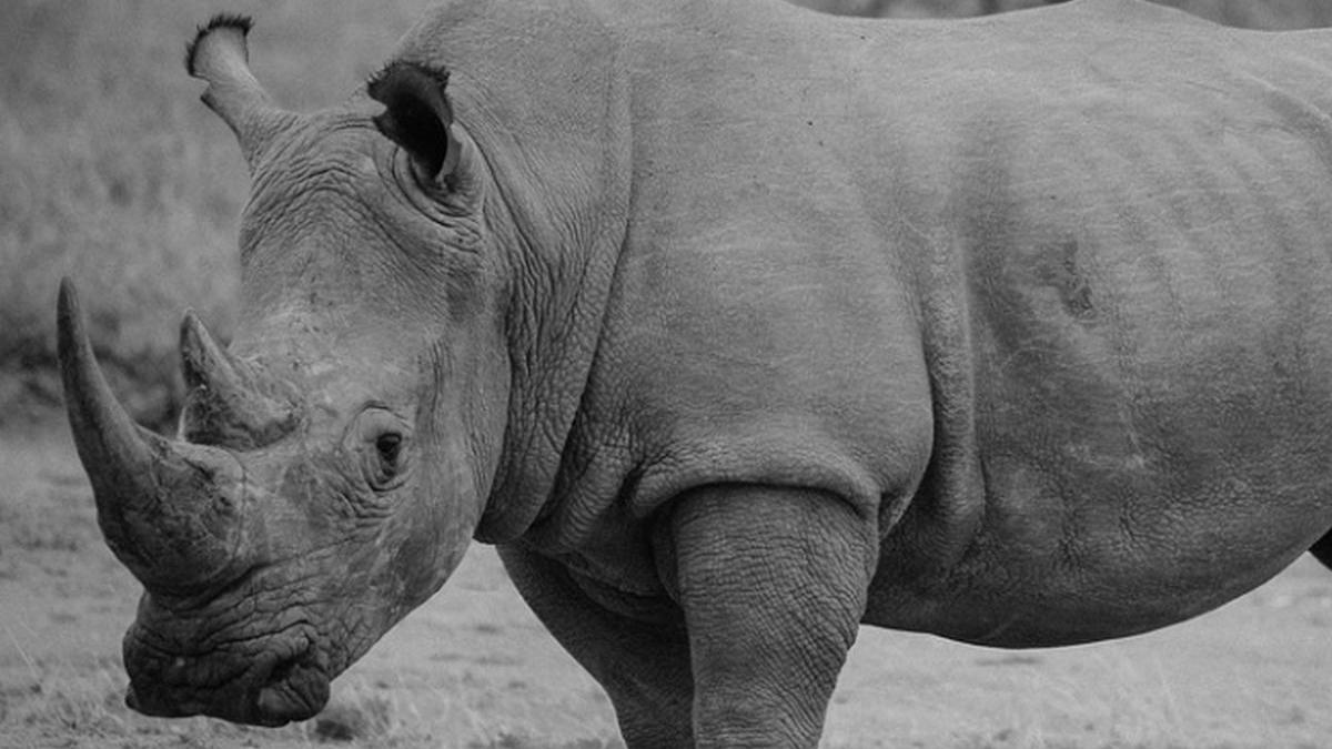 ultimii doi rinoceri albi nordici de pe planeta sunt femele cum vor cercetatorii sa salveze specia