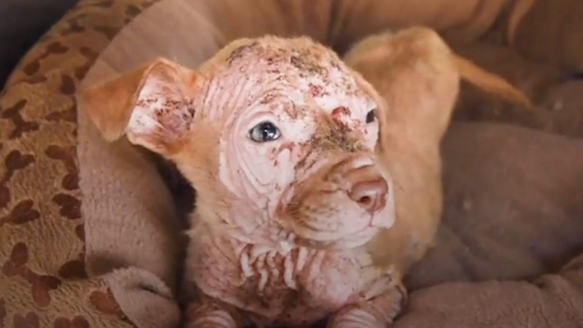 drama catelusei pixie gasita abandonata pe strada de necrezut ce a descoperit cea care a salvat o