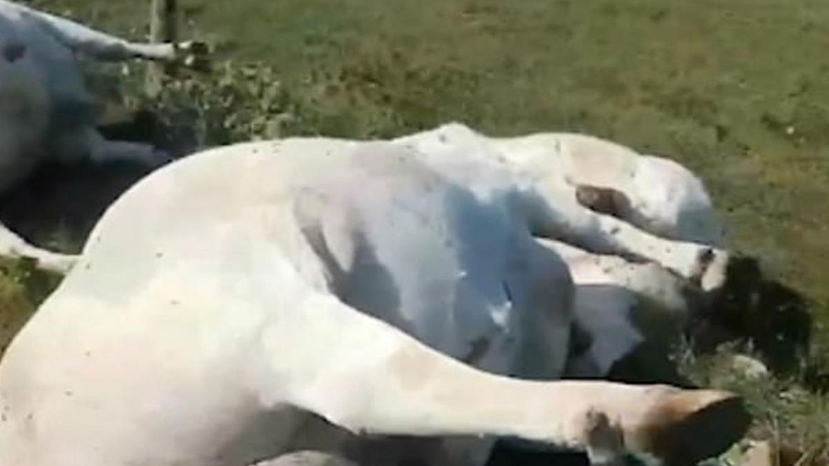 zeci de vaci au fost ucise de un singur fulger imaginile socante filmate de fermier