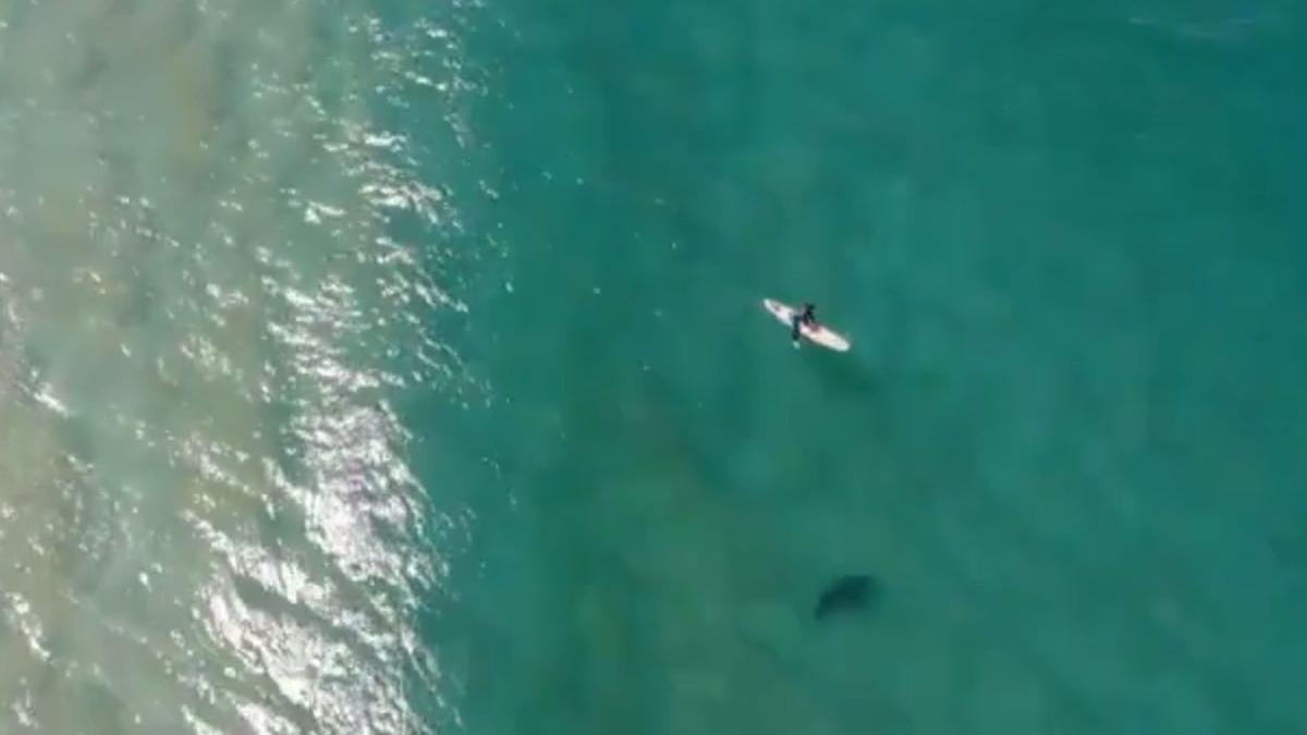 un australian a filmat cu drona cum un rechin urias se apropia de un surfer ce a urmat video