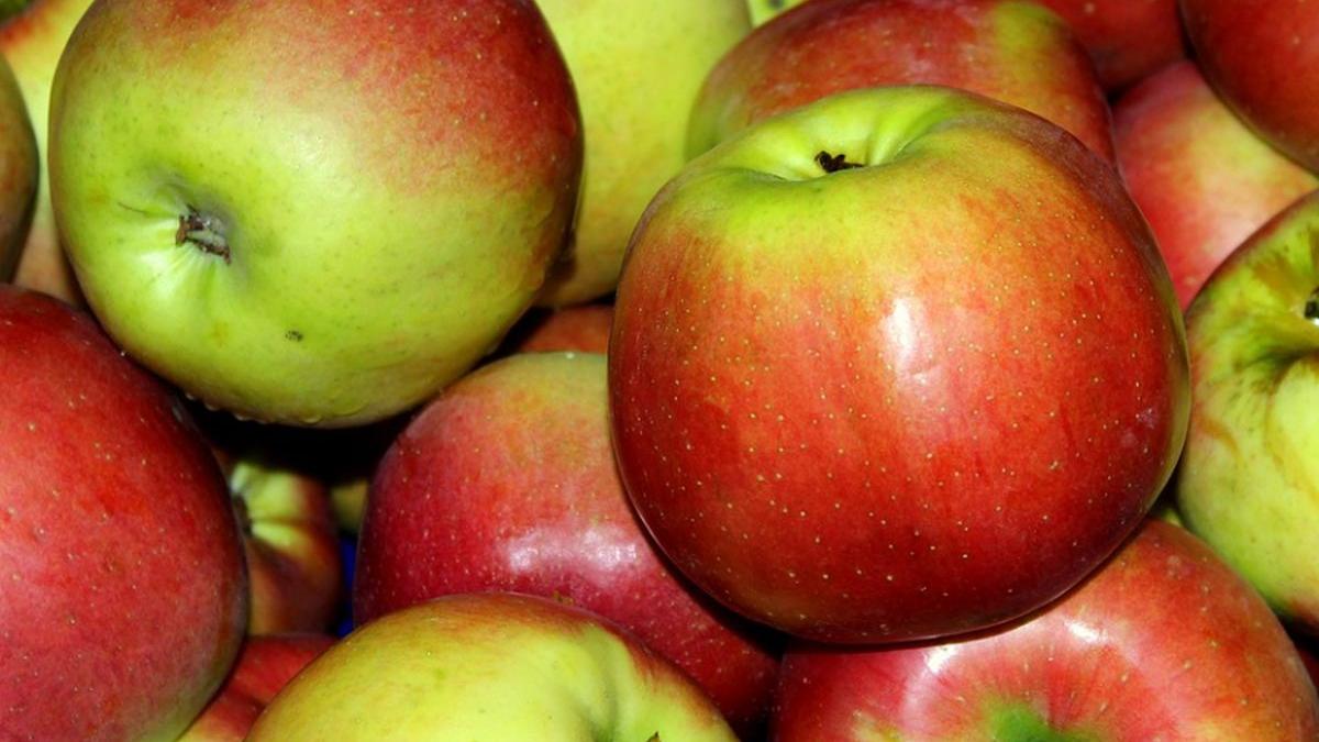 ancheta soc substante cancerigene in scoli