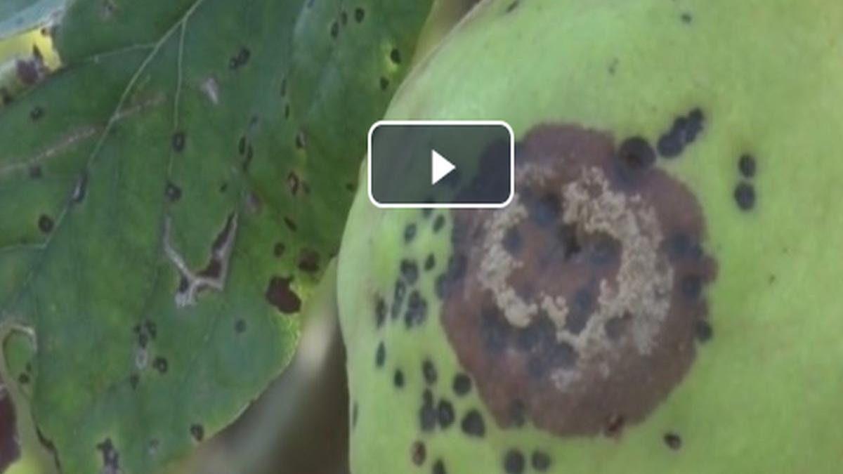 gutuile romanesti pe cale de disparitie cum se manifesta boala care afecteaza pomii