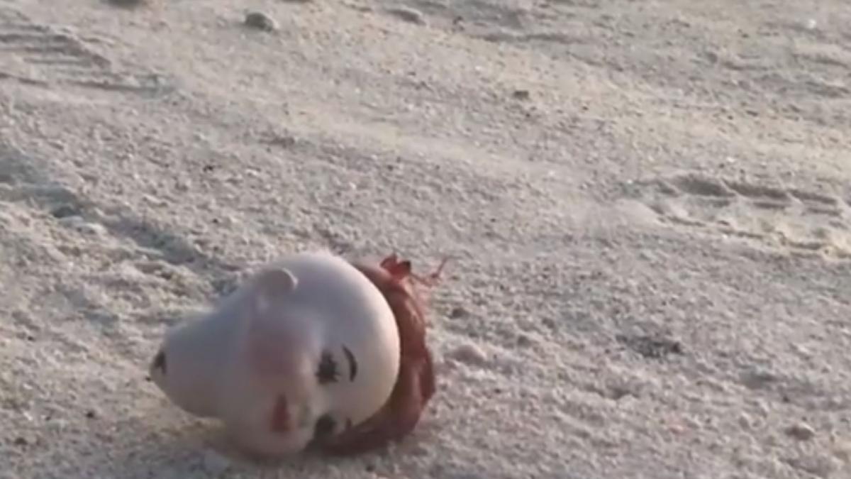 se afla pe o plaja cand a vazut ceva ciudat s a apropiat si a ramas impietrit doamne capul asta de