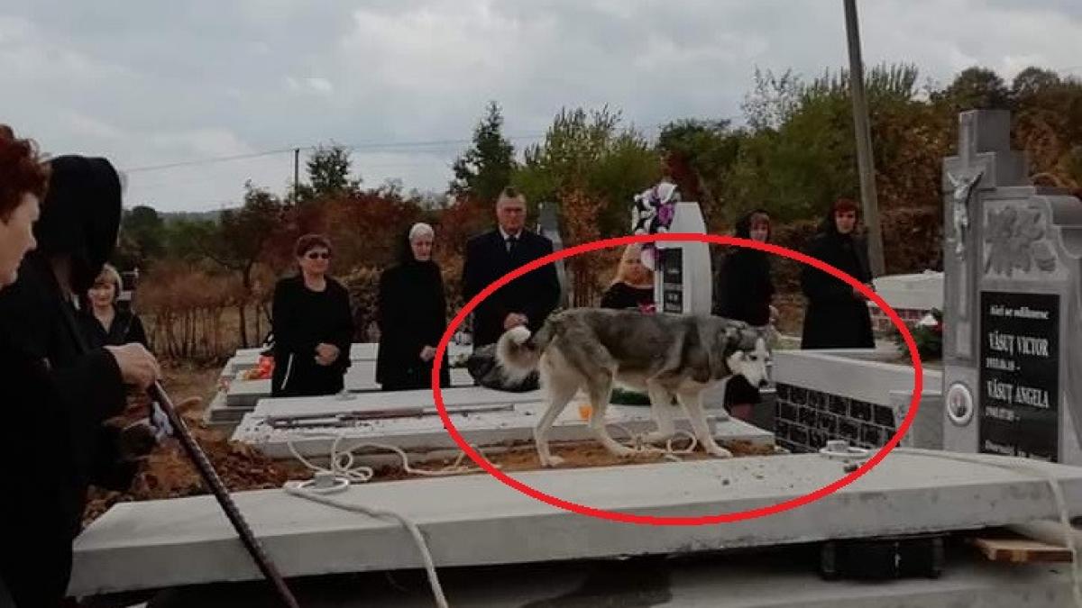 stapanul lui a murit dar cainele fidel nu l a parasit nicio clipa oamenii plang cand il vad in