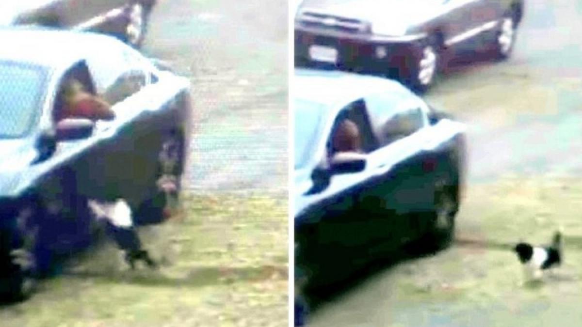 si a abandonat cainele in mijlocul strazii animalul a crezut pana in ultima clipa ca a fost uitat