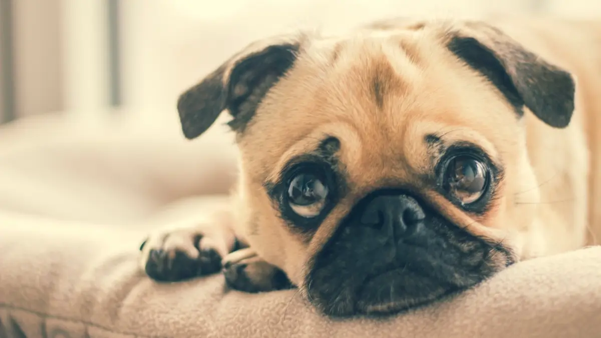 clipul care a amuzat internetul reactia incredibila a unui catel pug cand a fost dus la veterinar