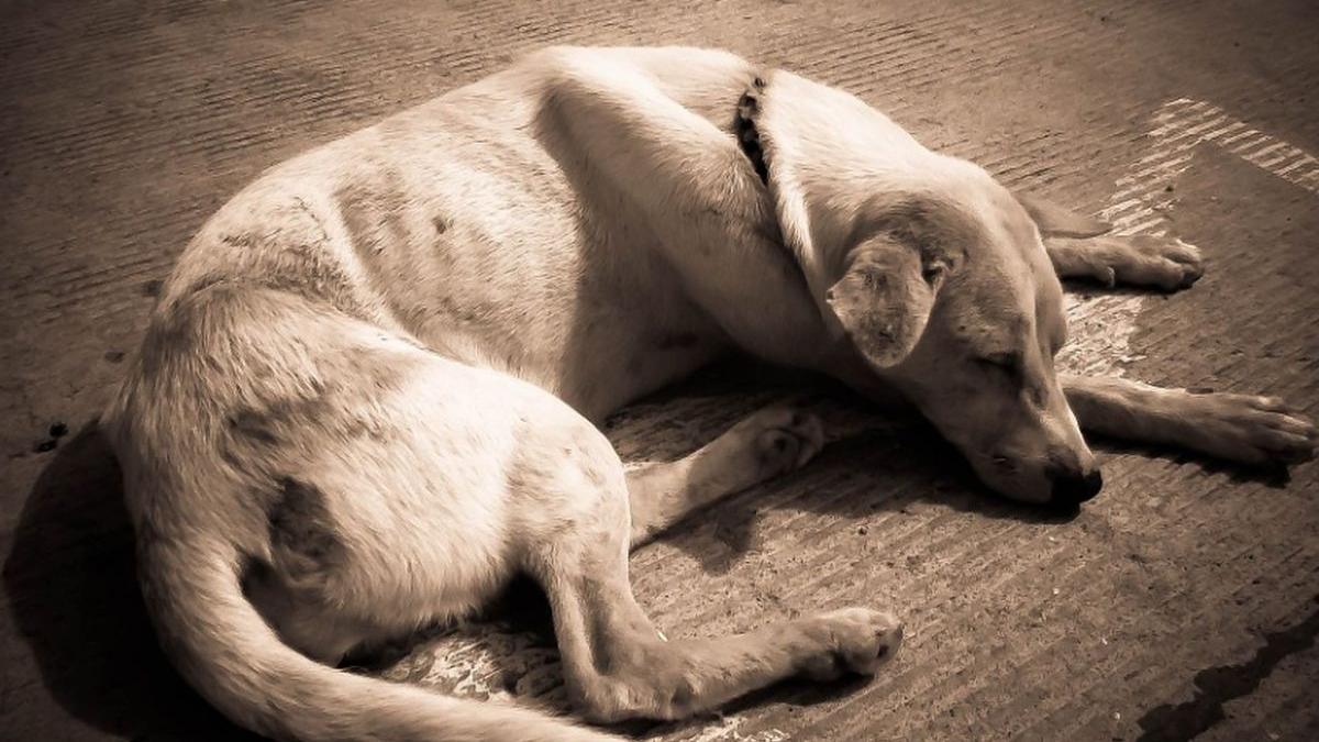 mai multi caini au fost otraviti intr o localitate din maramures ce risca cel care a recurs la