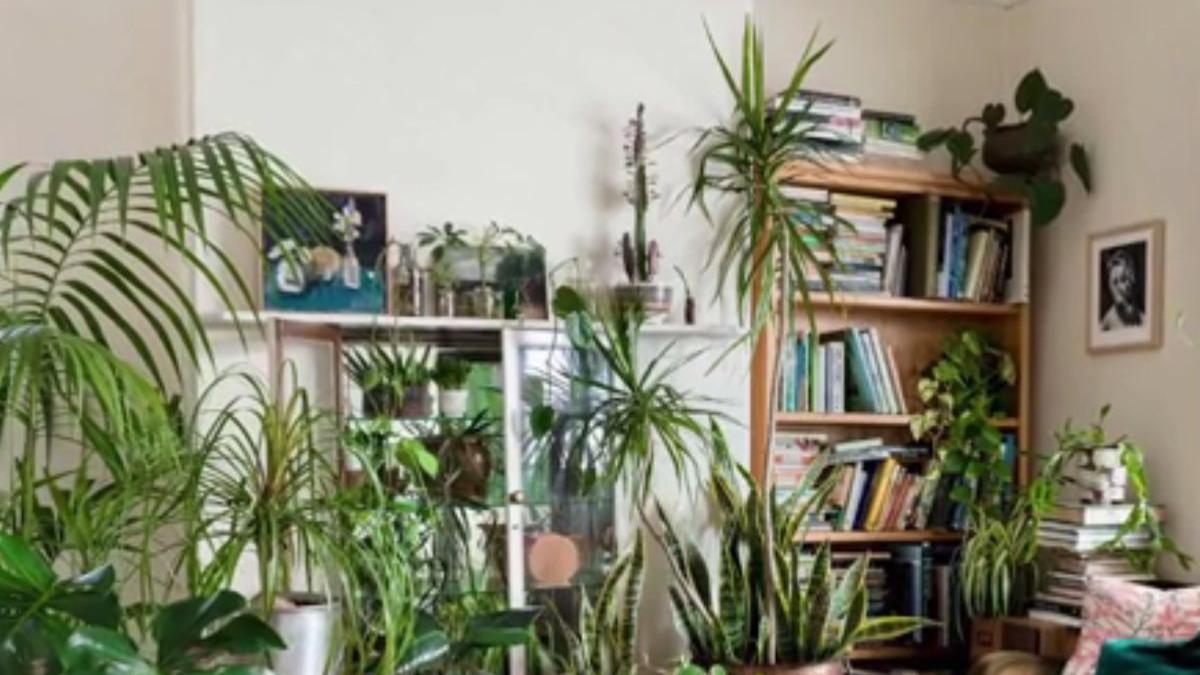 numai de bine planta potrivita pentru fiecare loc din casa