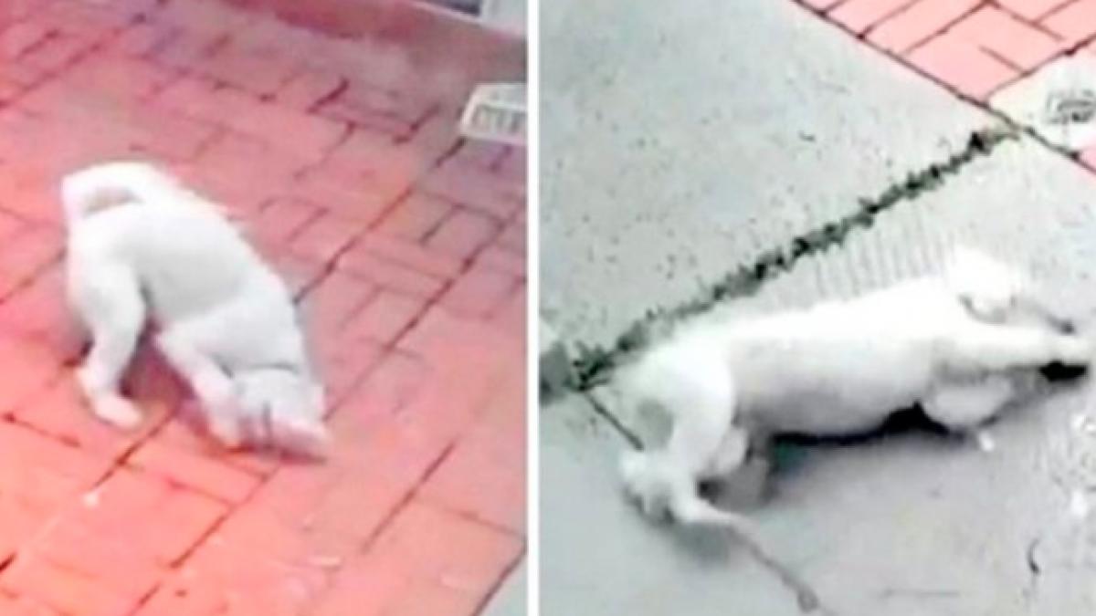 cainele se comporta extrem de ciudat dupa fiecare vizita a postasului asa ca stapanii au decis sa