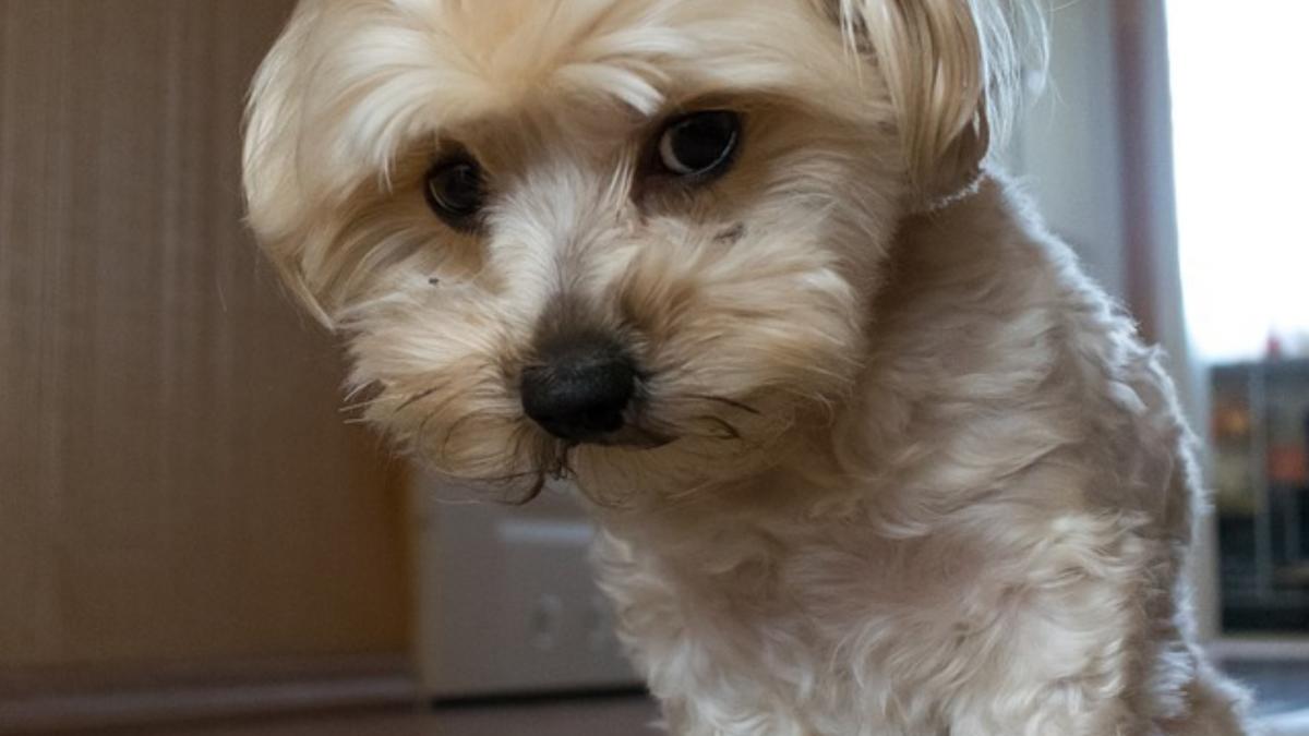 o locatara acuza ca blocul in care locuieste se renoveaza pe banii din taxa pe caine