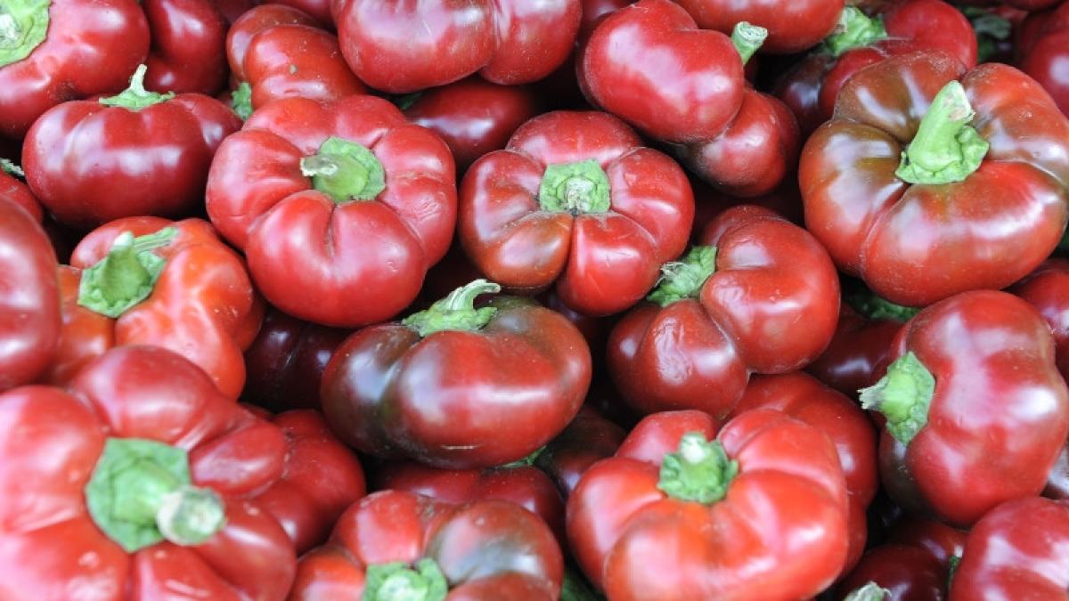 gogosari in otet reteta clasica de gogosari murati