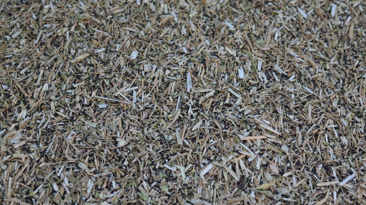 amenda uriasa pentru un tanar din arad care scuipa coji de seminte pe jos