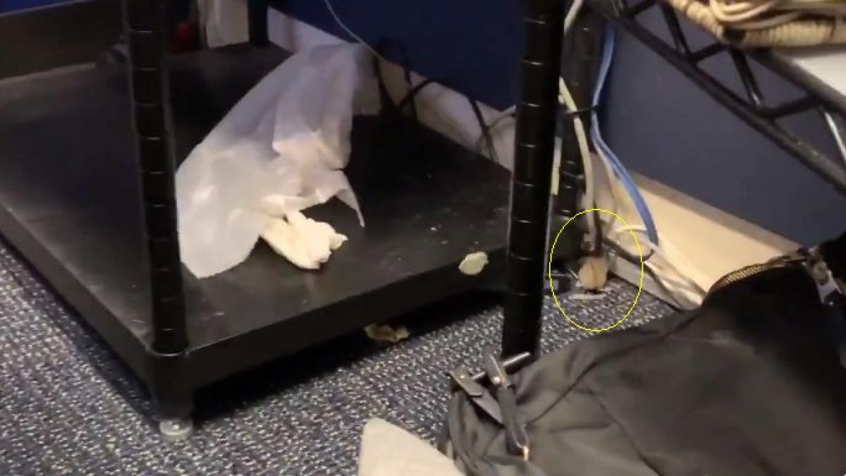 moment neasteptat la casa alba unde un soarece cade din tavan peste jurnalisti