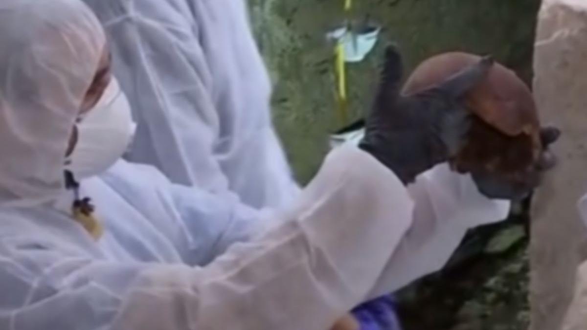 descoperire uimitoare la huedin arheologii au gasit o cripta cu patru sicrie ale unei familii nobile