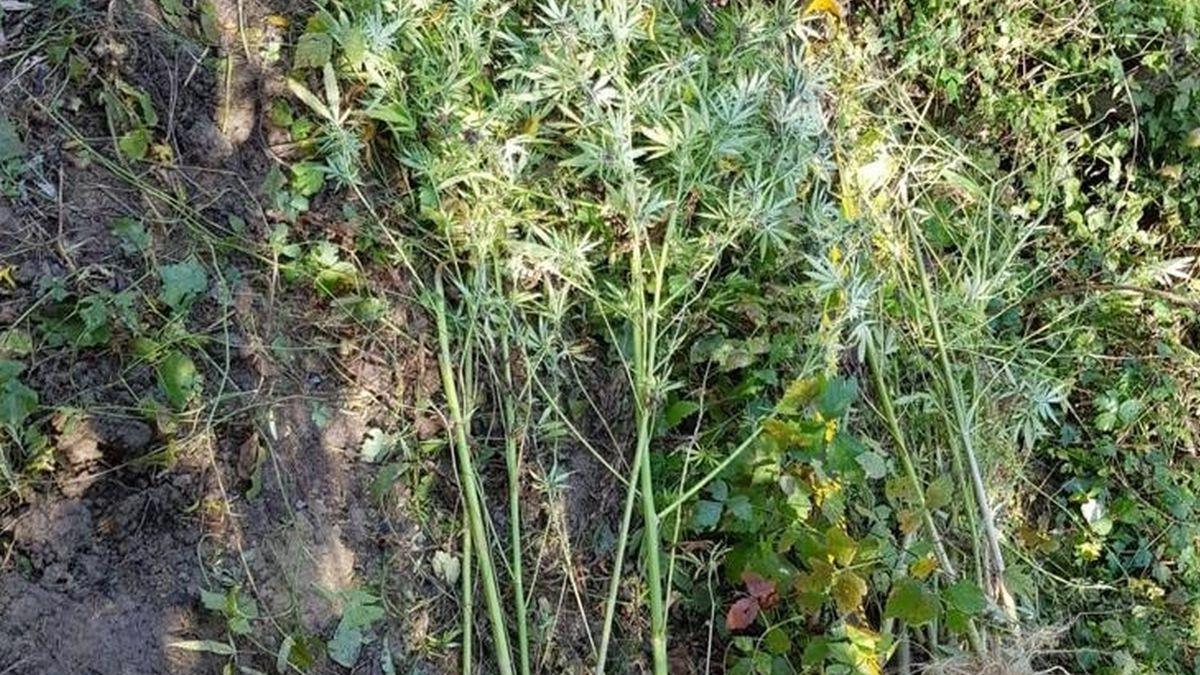 locul din romania unde diicot a gasit plante de canabis de patru metri inaltime video