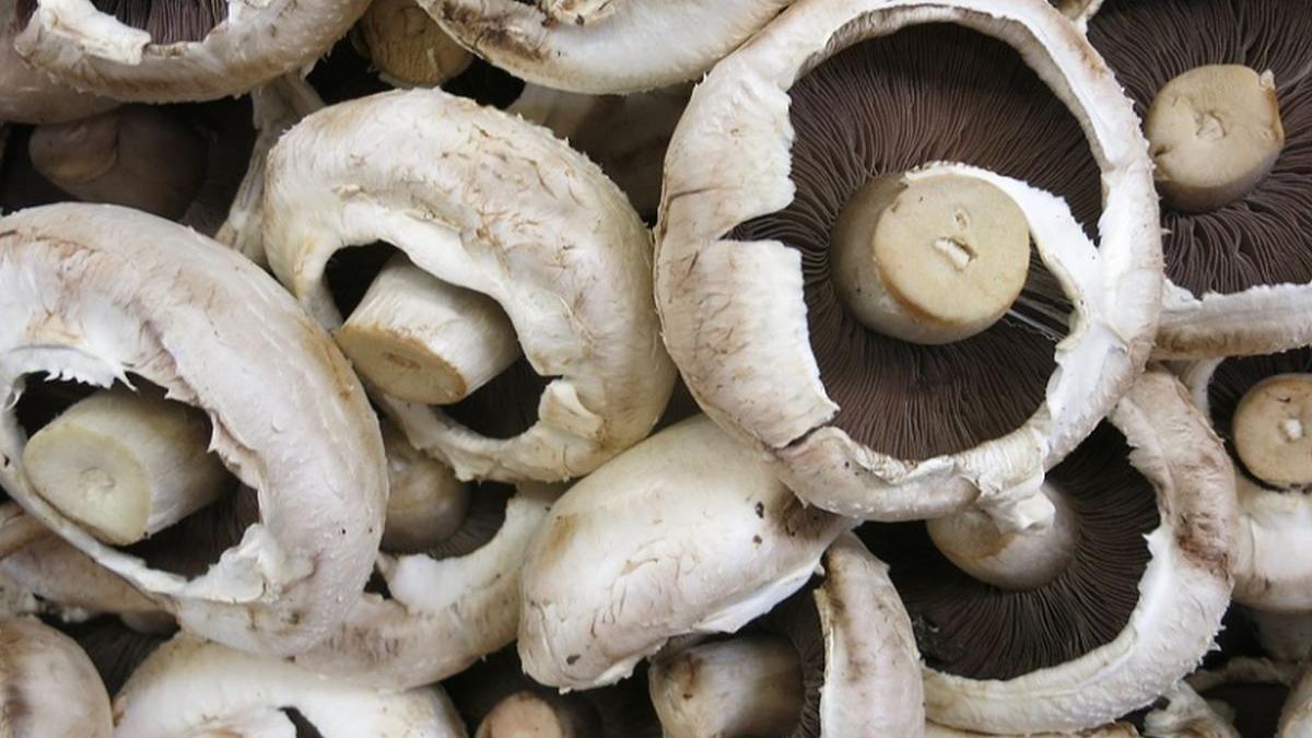 reteta zacusca de ciuperci cum faci cea mai buna zacusca de ciuperci pentru iarna secretul pe care