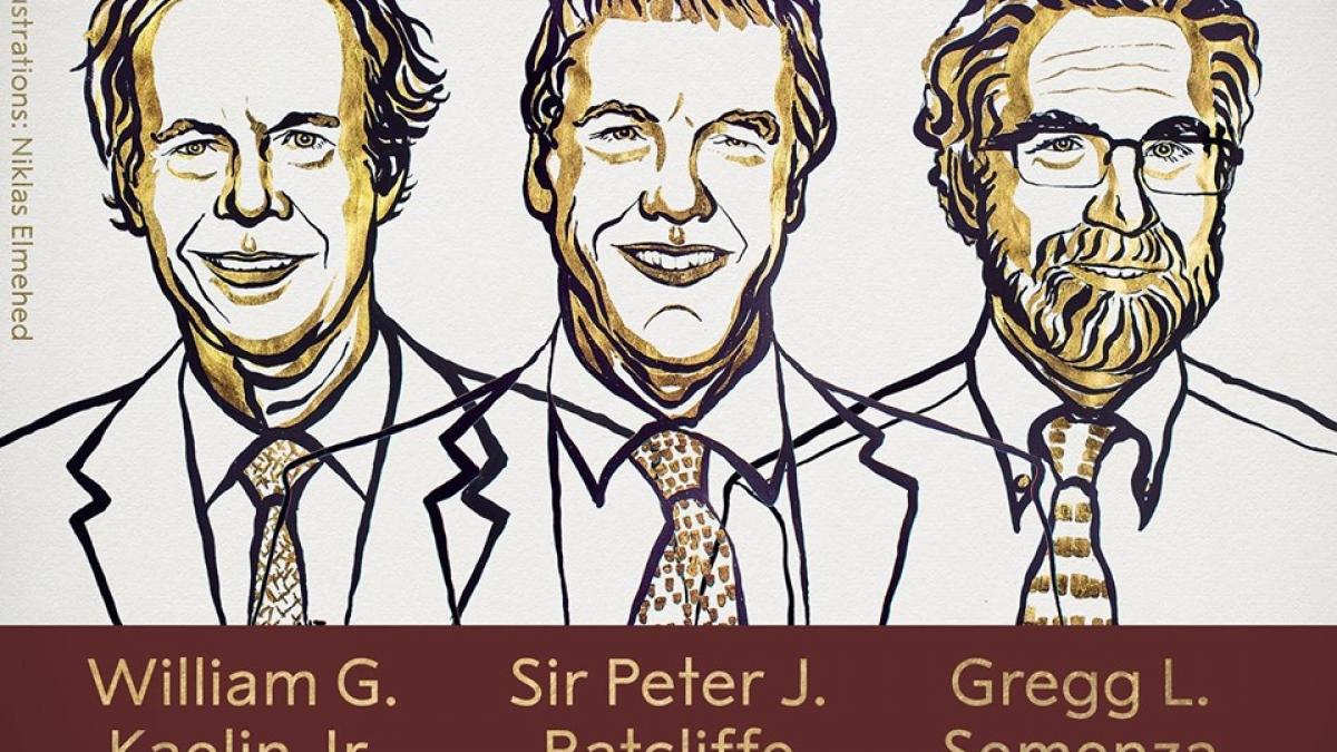 nobel 2019 doi cercetatori americani si unul britanic primesc premiul nobel pentru medicina