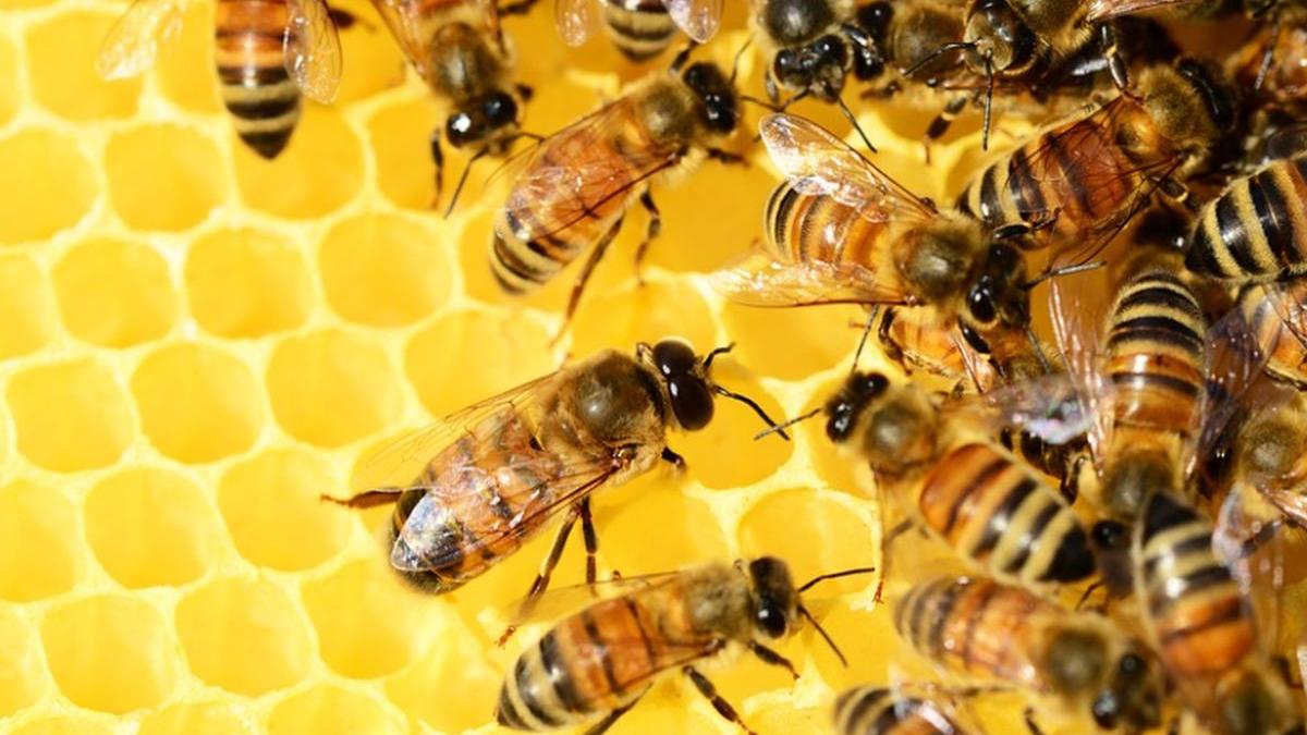 colonii de albine au murit in masa in rusia cum explica oamenii de stiinta fenomenul