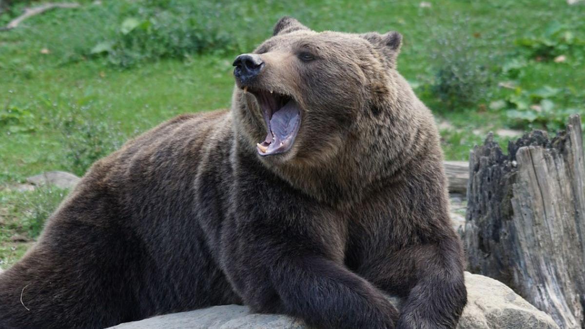 o femeie a fost atacata de un urs in timp ce era cu vitele la pasune victima ranita grav